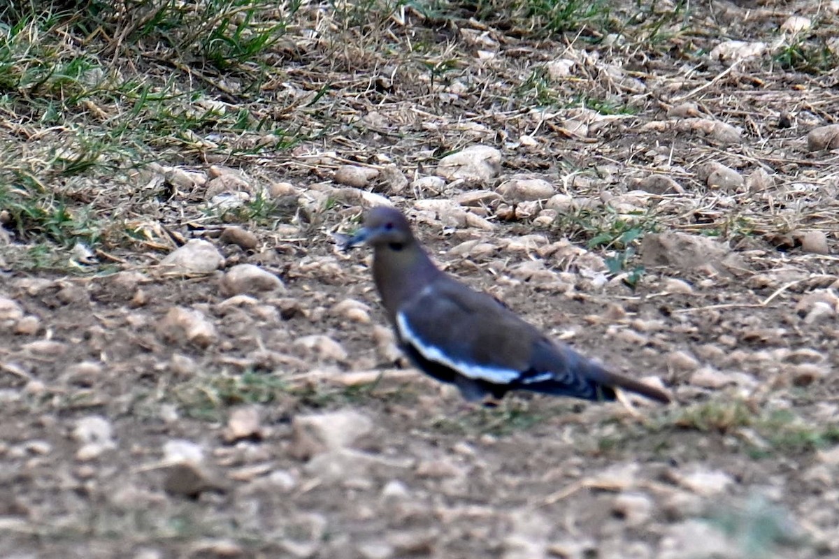 White-winged Dove - ML609147271