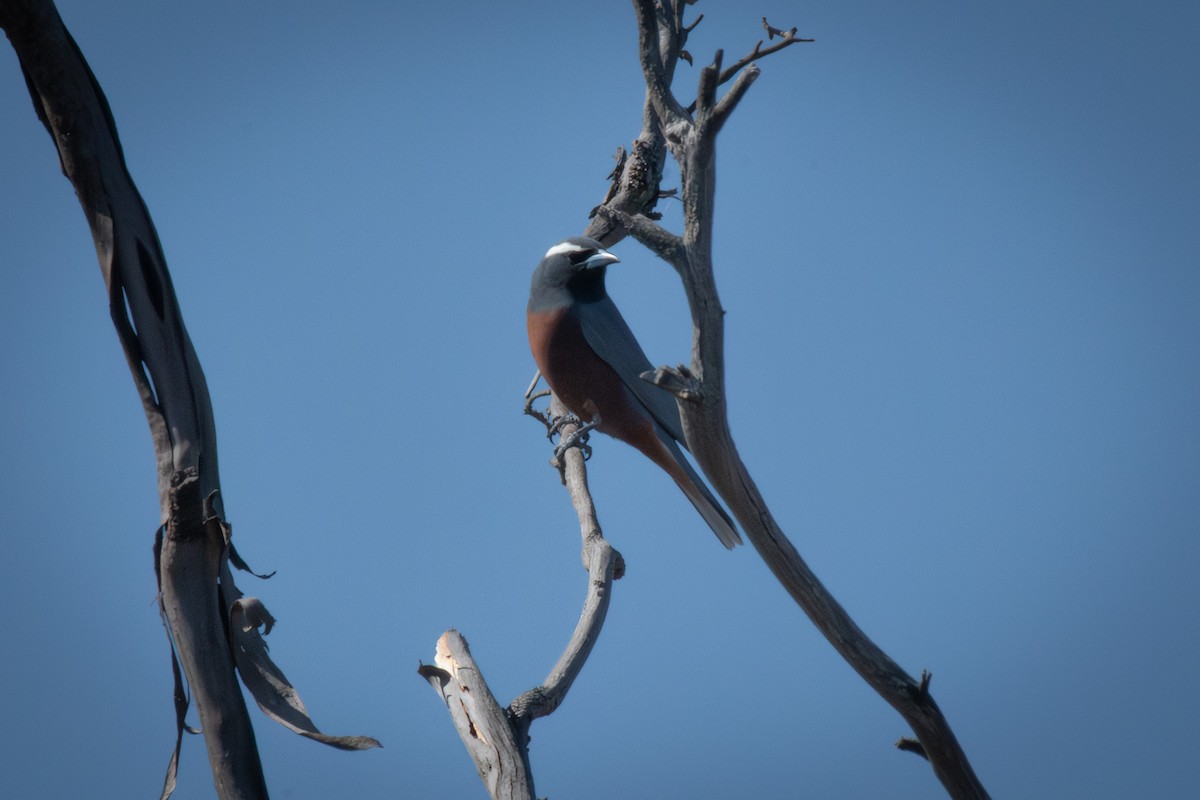 White-browed Woodswallow - ML609147332