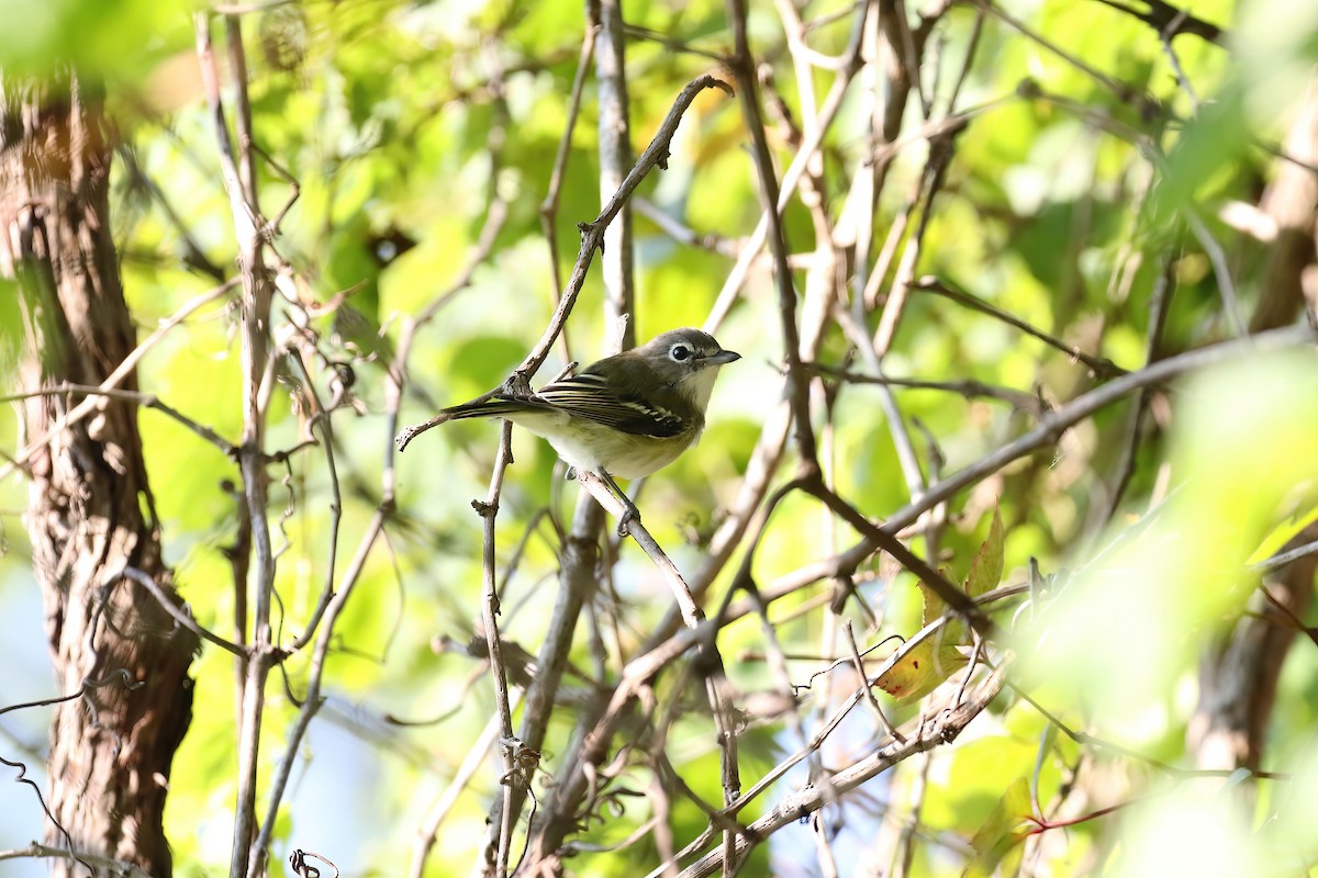 Blue-headed Vireo - Kyle Gage