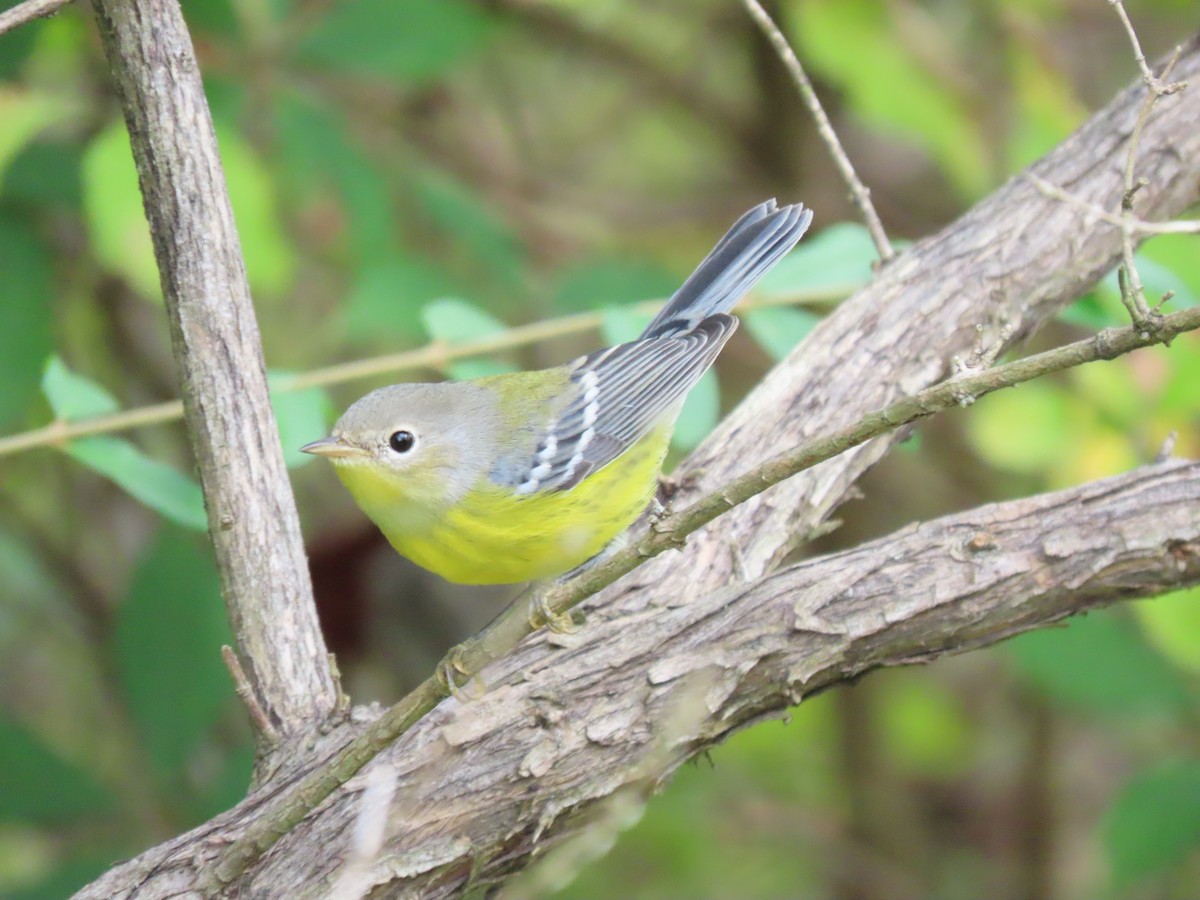 Magnolia Warbler - Randy Kimmett