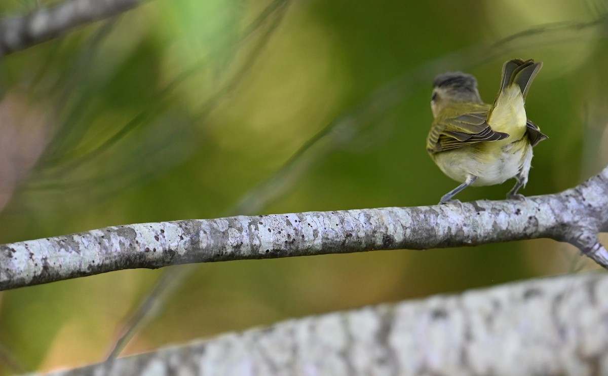 Red-eyed Vireo - Rob Bielawski