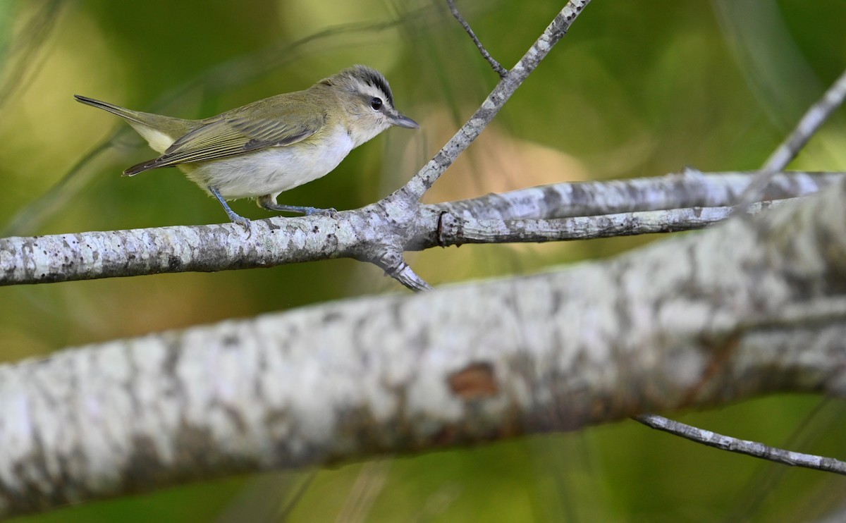 Red-eyed Vireo - Rob Bielawski