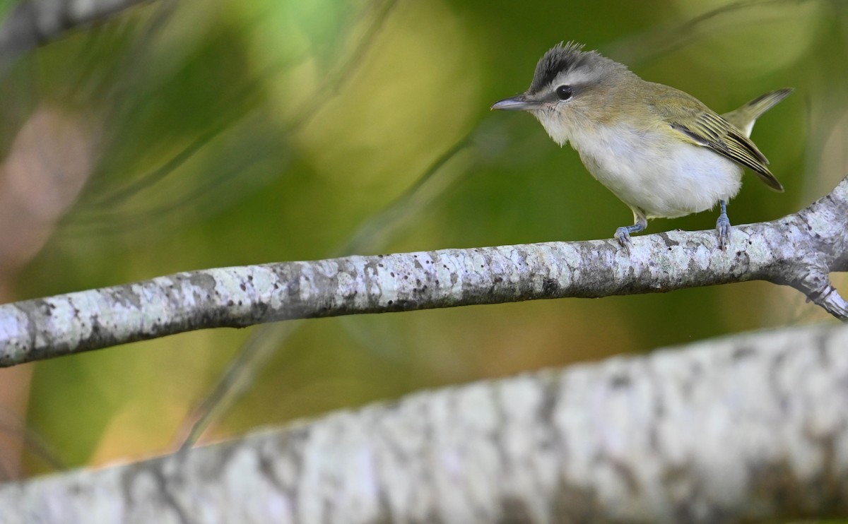 Red-eyed Vireo - ML609147512