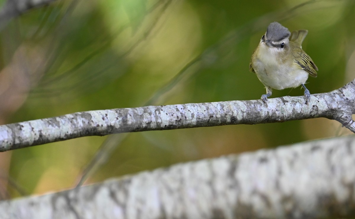 rødøyevireo - ML609147515