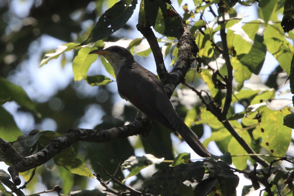 Yellow-billed Cuckoo - ML609147606