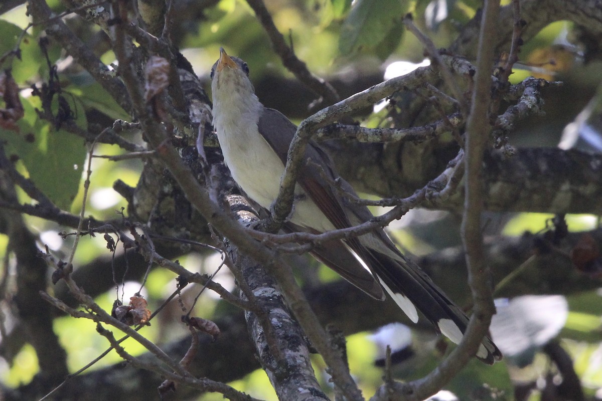 Yellow-billed Cuckoo - ML609147607