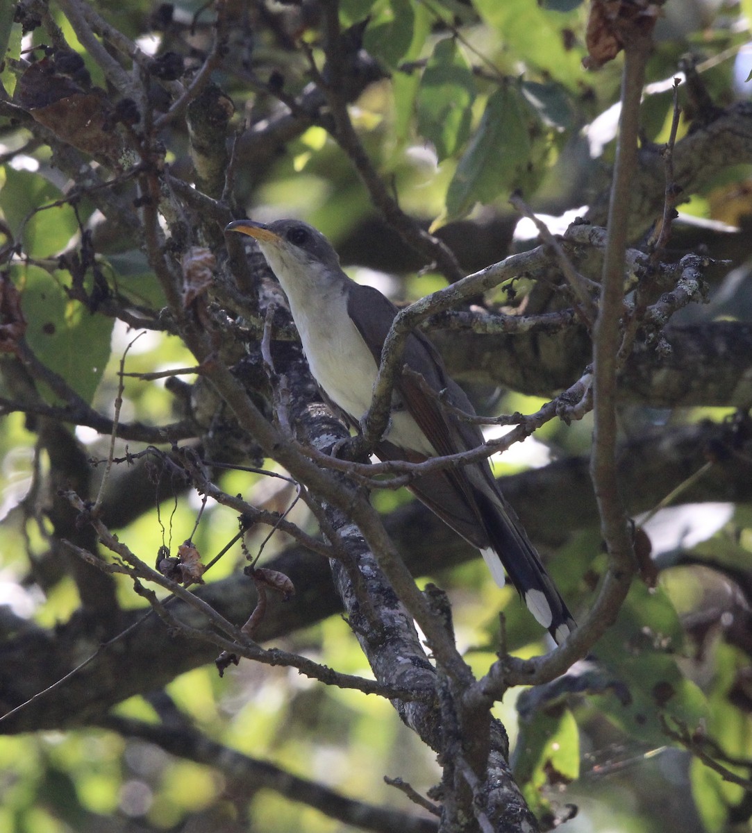 Yellow-billed Cuckoo - ML609147608