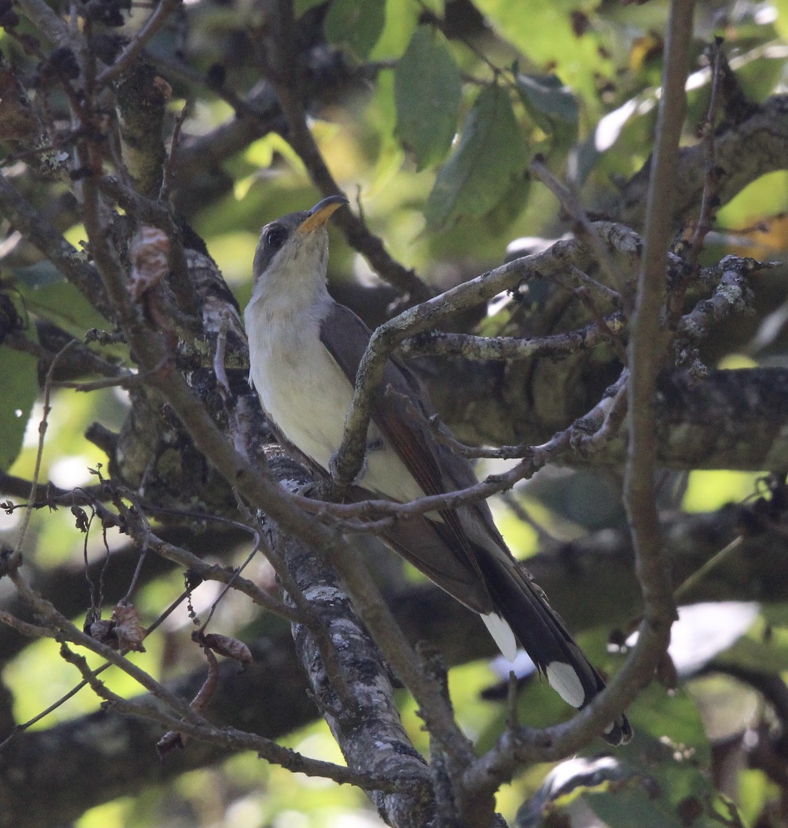 Yellow-billed Cuckoo - ML609147609