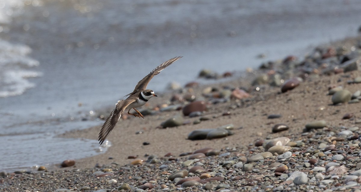 Semipalmated Plover - ML609147618