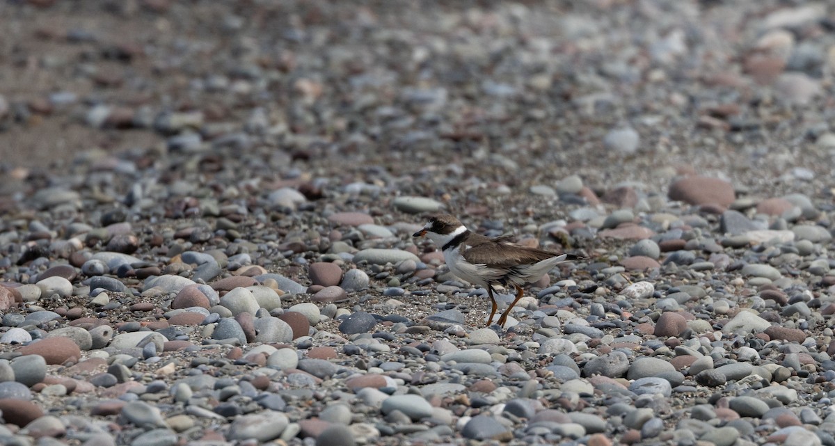 Semipalmated Plover - ML609147620