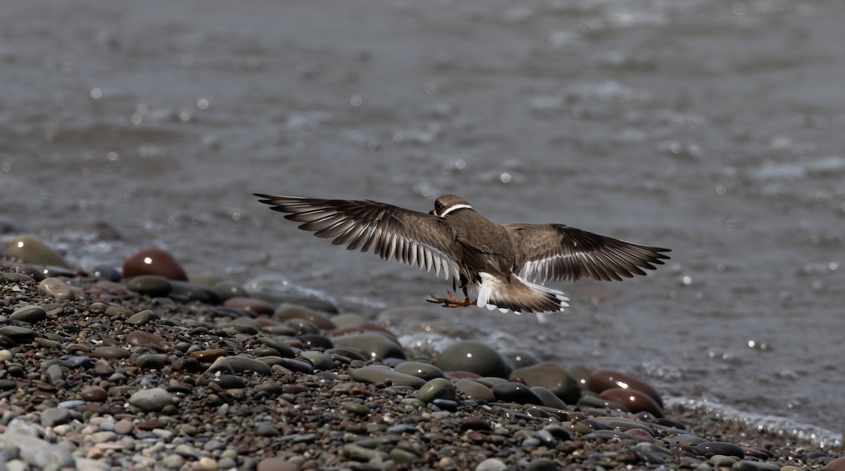 Semipalmated Plover - ML609147623