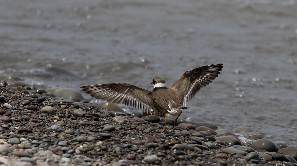 Semipalmated Plover - ML609147624