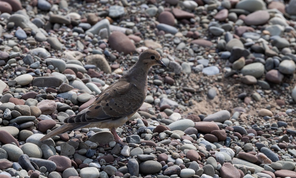 Mourning Dove - ML609147631