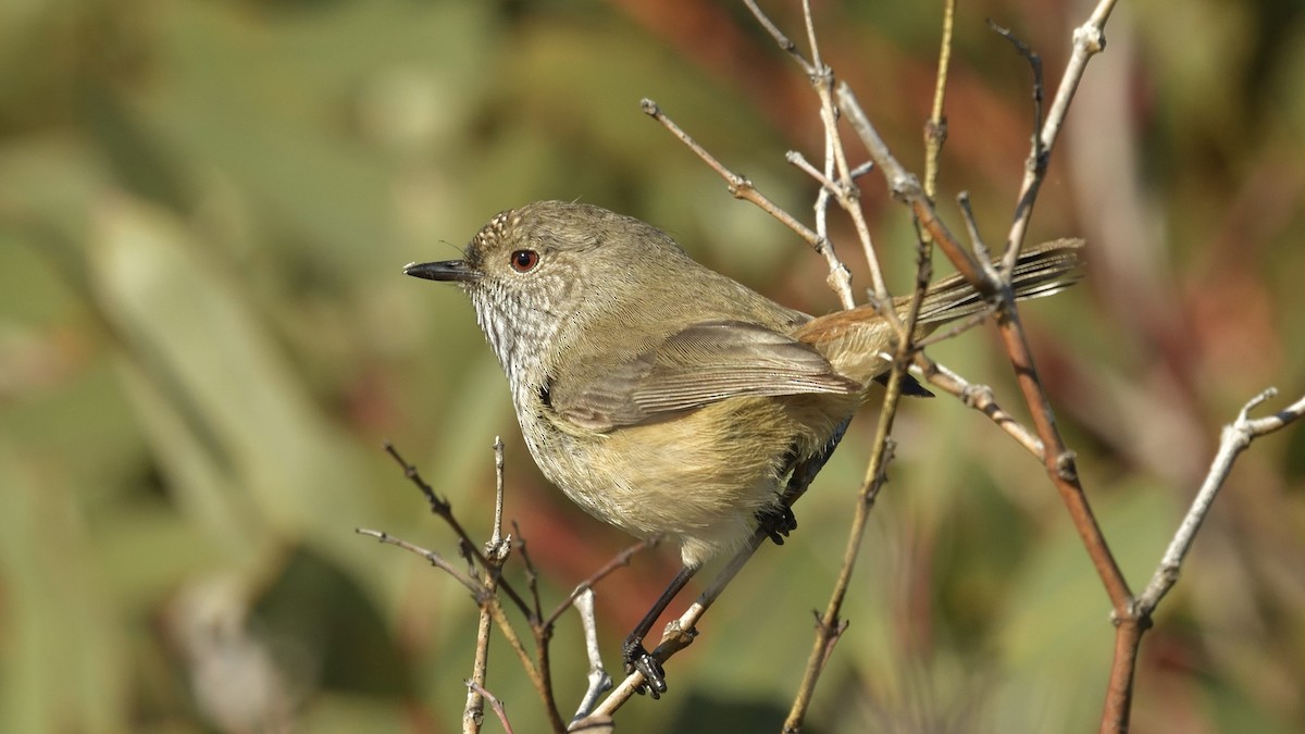 Inland Thornbill - Elaine Rose