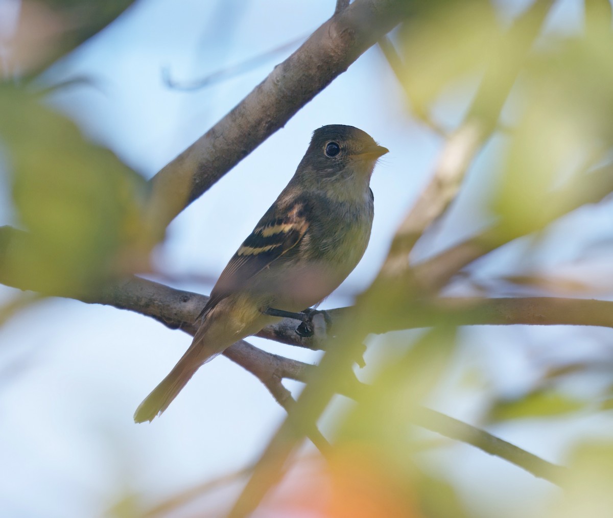 Alder Flycatcher - ML609147743