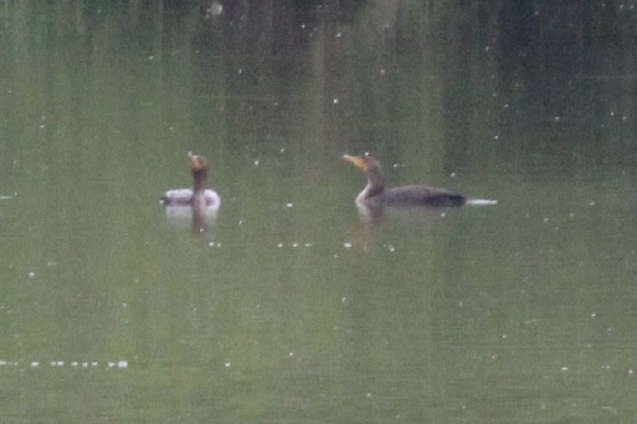 Double-crested Cormorant - ML609147751