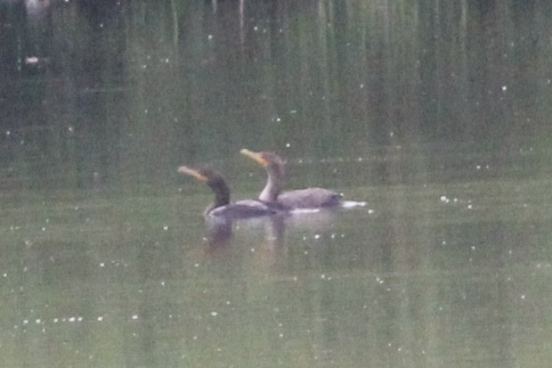 Double-crested Cormorant - ML609147752