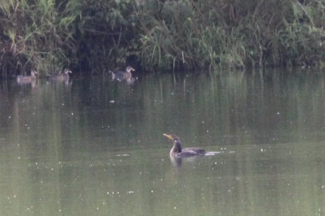 Double-crested Cormorant - ML609147755