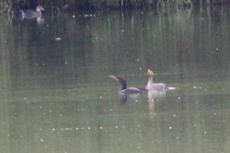 Double-crested Cormorant - ML609147756