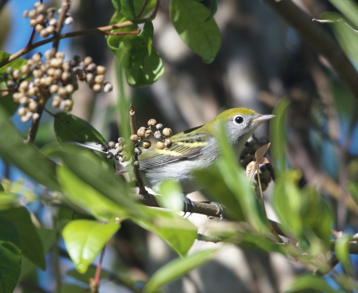 Chestnut-sided Warbler - ML609147759