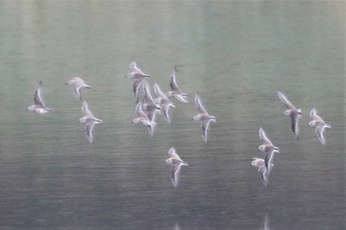 Western Sandpiper - ML609147766