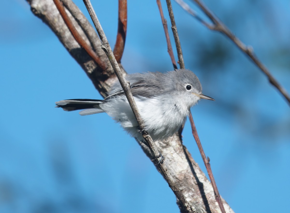 Blue-gray Gnatcatcher - ML609147768