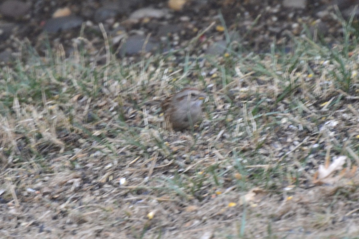 American Tree Sparrow - ML609147799