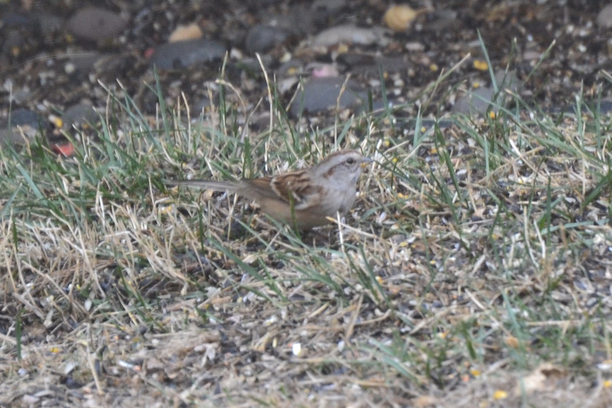 American Tree Sparrow - ML609147800