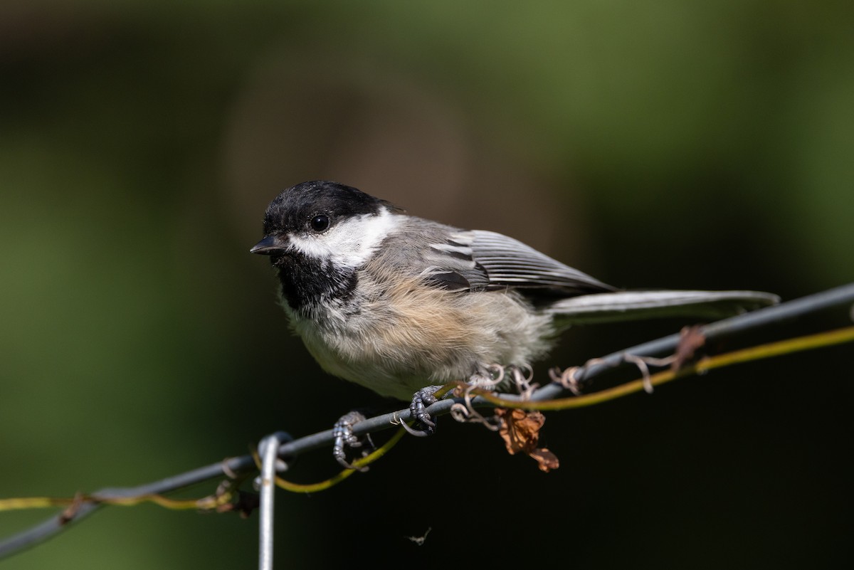 Black-capped Chickadee - ML609147813