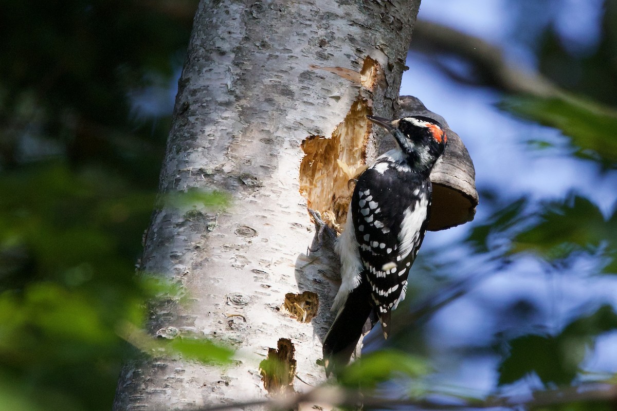 Hairy Woodpecker - ML609147979