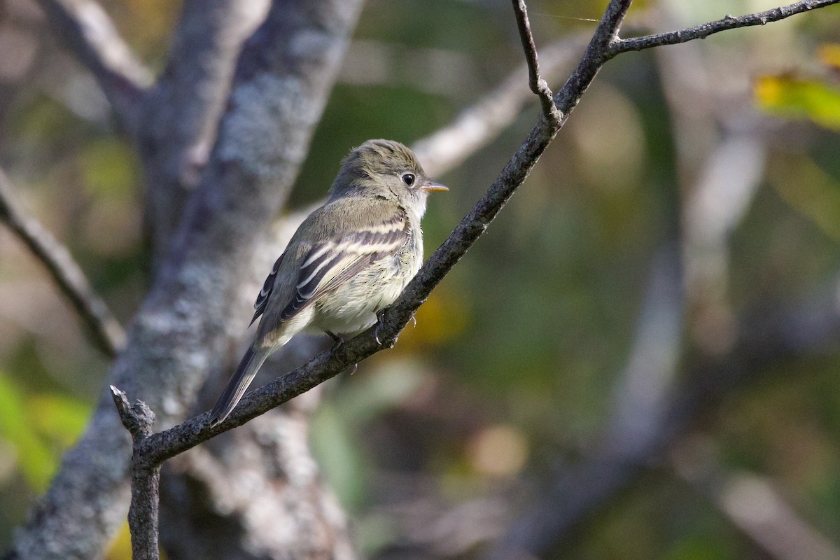 Least Flycatcher - ML609147981