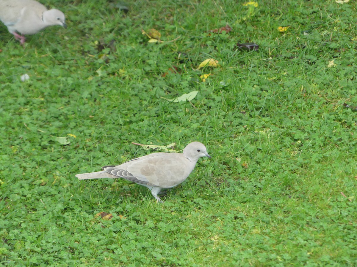Eurasian Collared-Dove - ML609148177