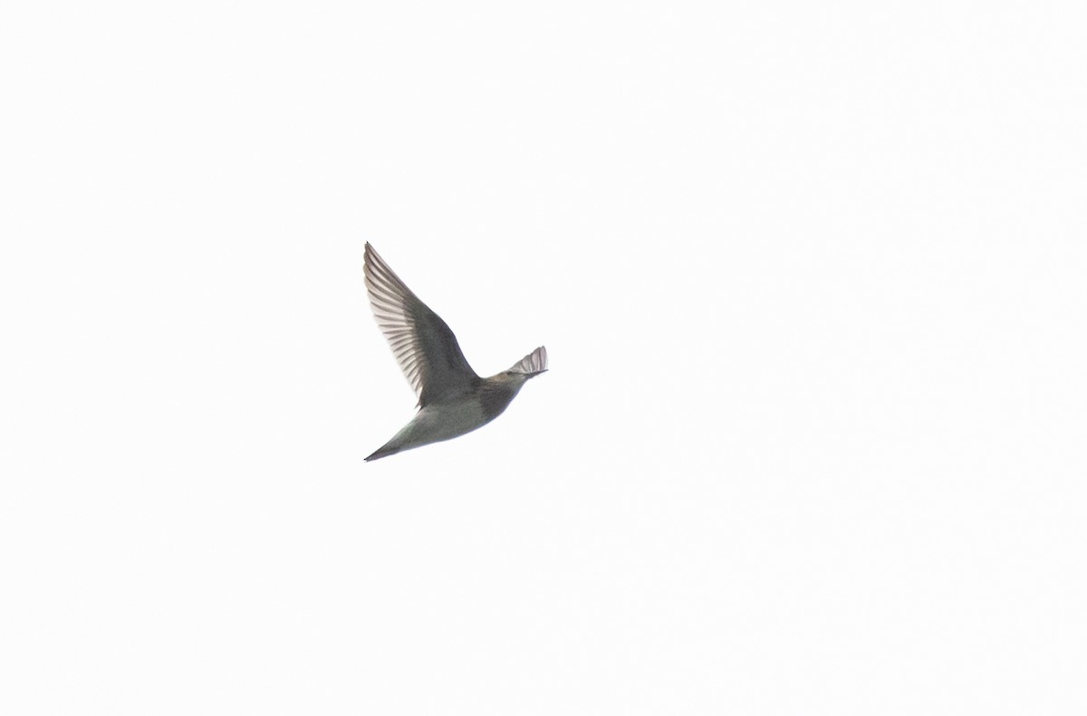 Pectoral Sandpiper - Jay McGowan