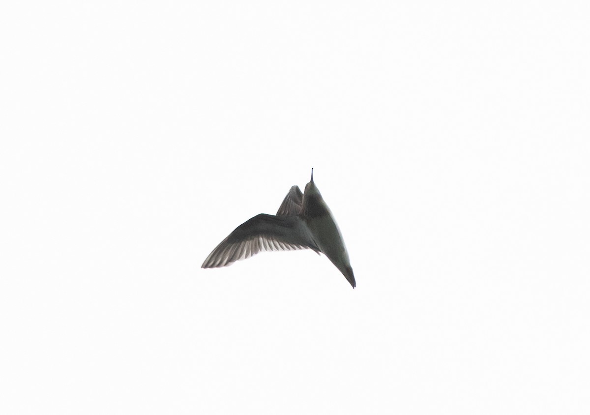 Pectoral Sandpiper - Jay McGowan