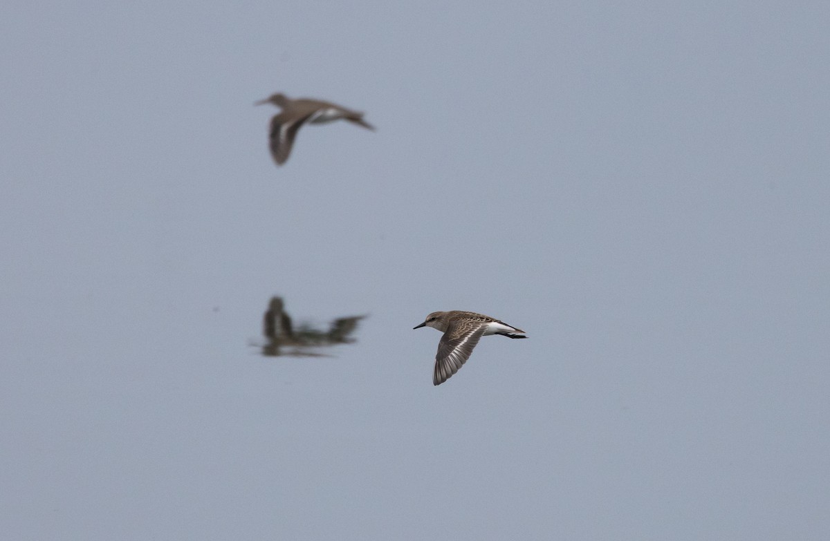 Semipalmated Sandpiper - ML609148215