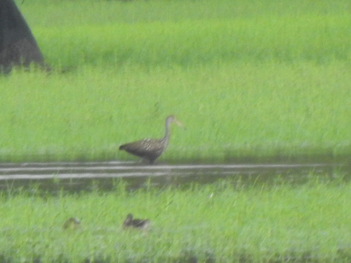 Limpkin - ML609148317