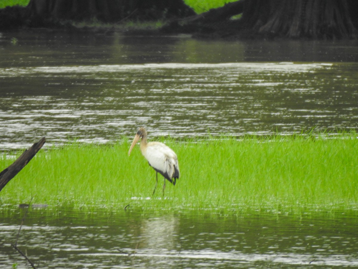 Wood Stork - ML609148321