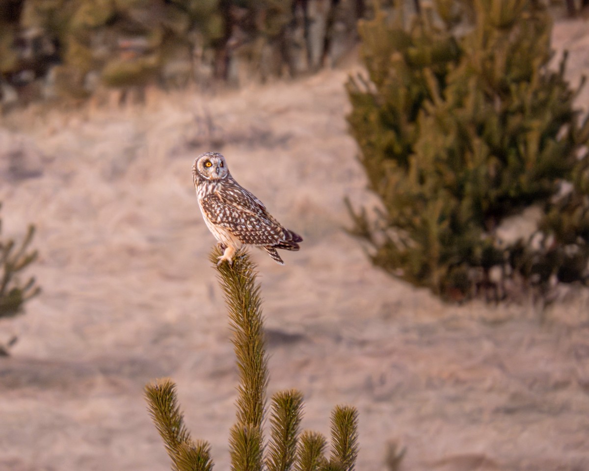 Hibou des marais - ML609148367