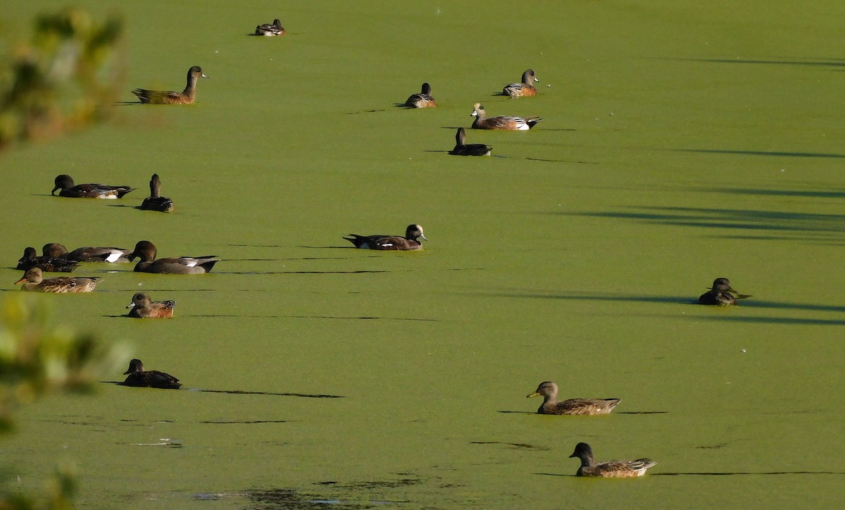 American Wigeon - ML609148393