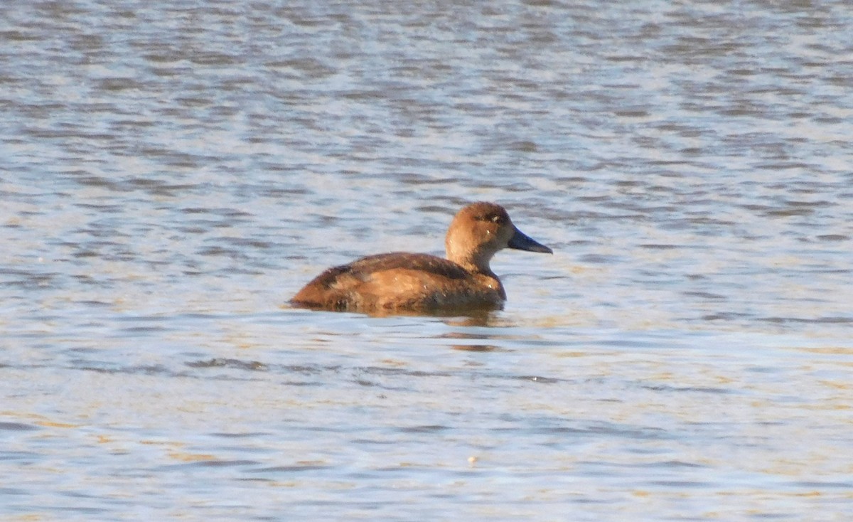 Fuligule à tête rouge - ML609148404