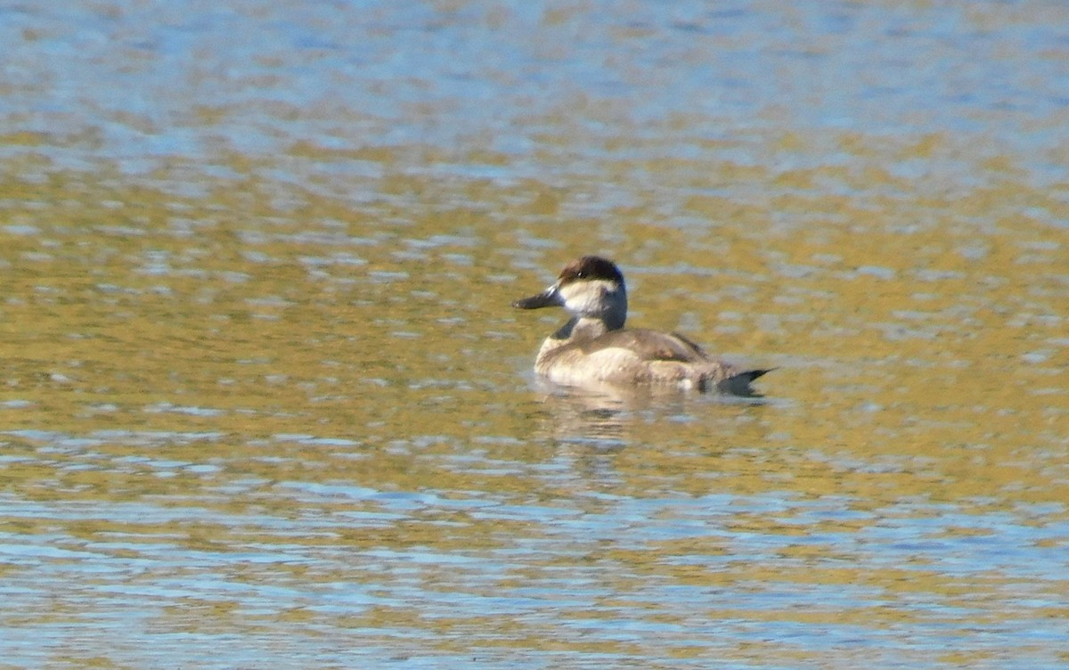 Ruddy Duck - ML609148409