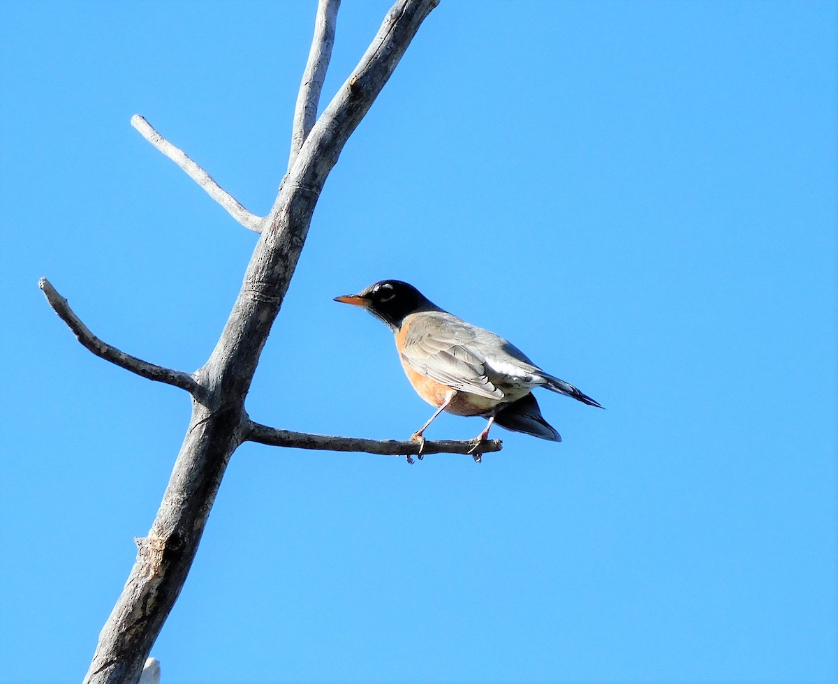 American Robin - Alfred Scott