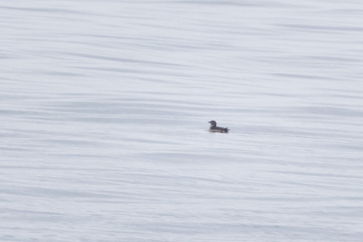 Rhinoceros Auklet - ML609148442