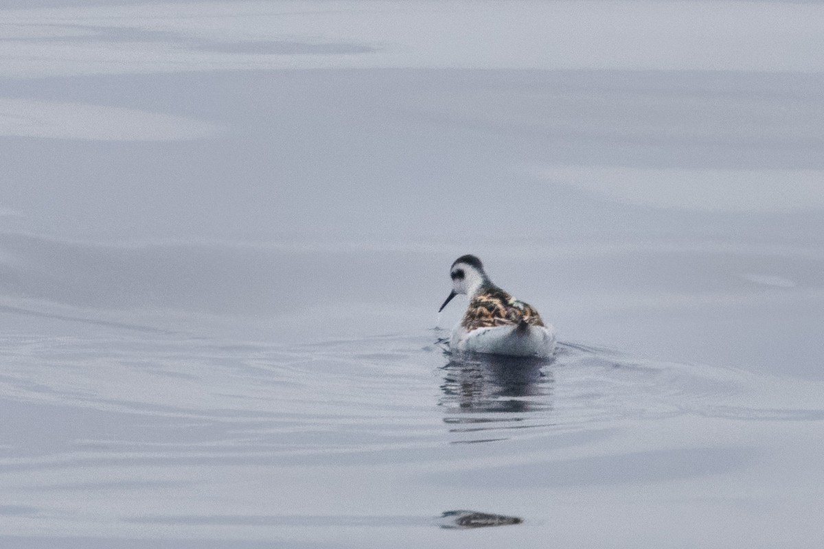 Red-necked Phalarope - ML609148450