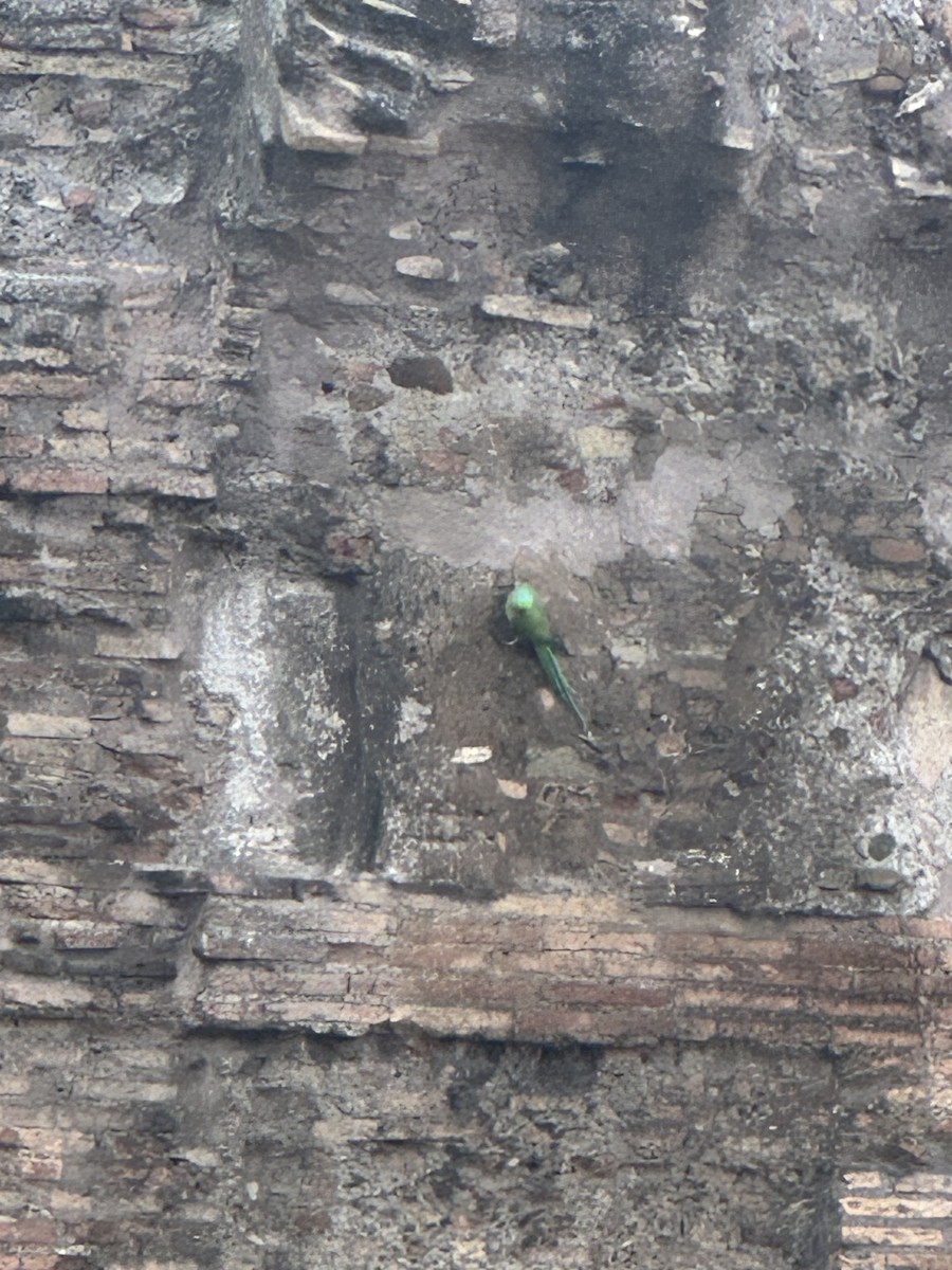 Perruche à collier - ML609148475