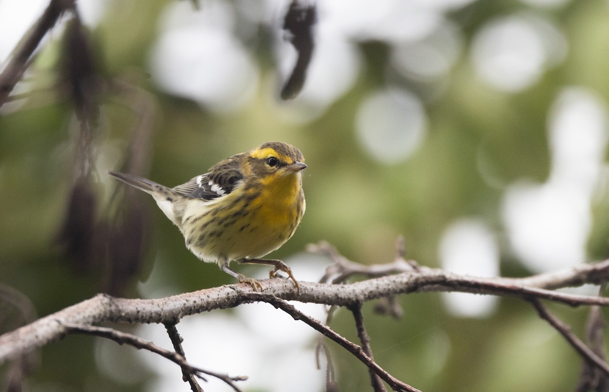 Blackburnian Warbler - Jay McGowan