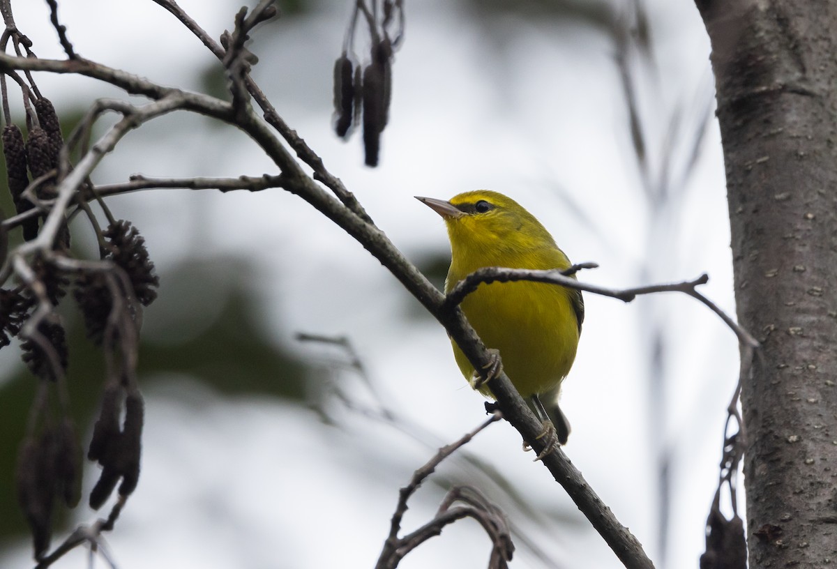 Blue-winged Warbler - Jay McGowan