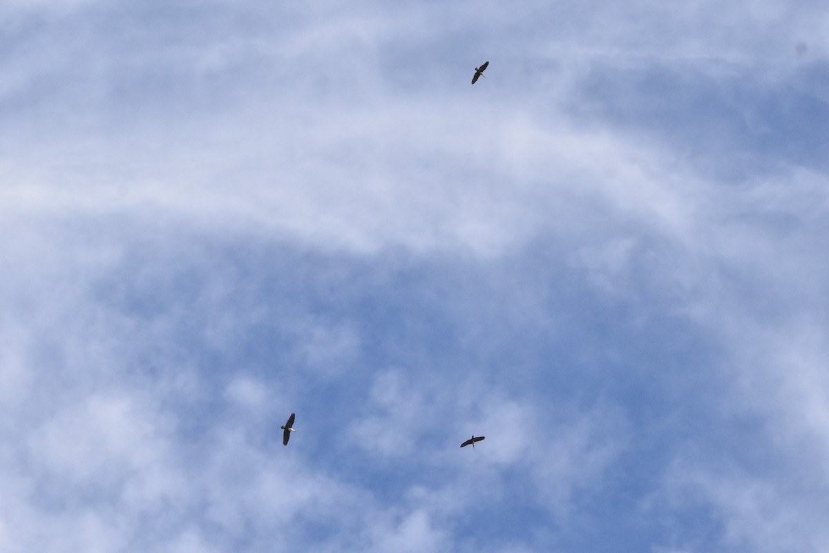 Black-faced Ibis - ML609148561