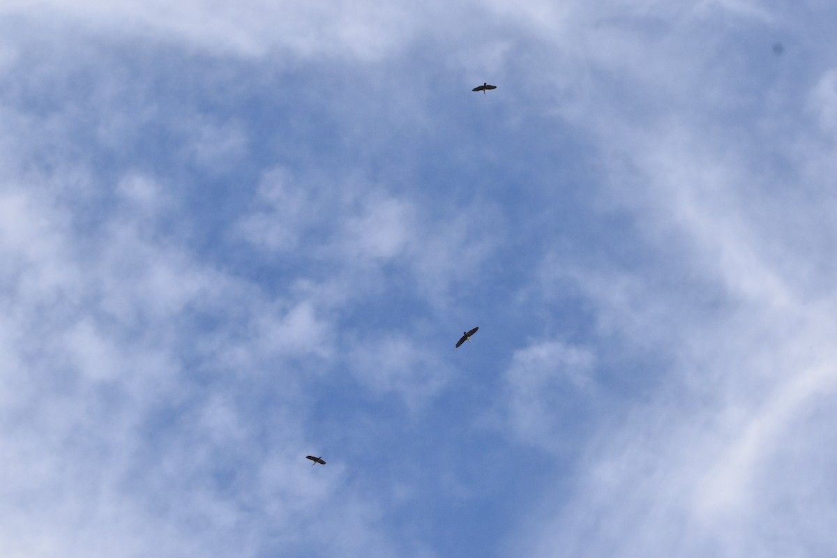 Black-faced Ibis - ML609148562