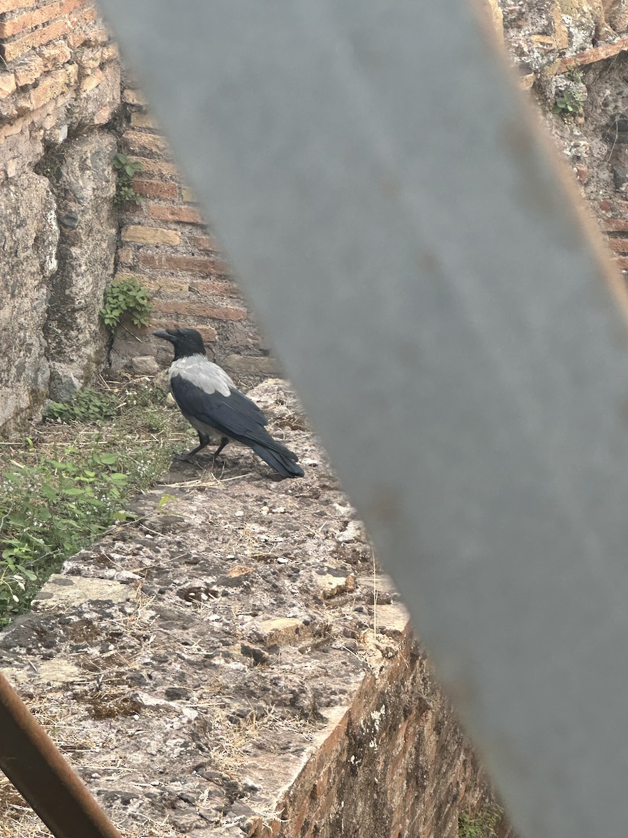 Corneille mantelée - ML609148565